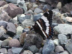 Imagem de Limenitis arthemis rubrofasciata Barnes & McDunnough 1916