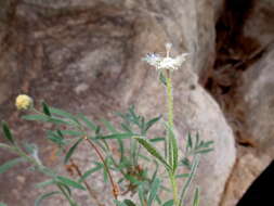 Слика од Chrysocoma puberula Schltr. ex Merxm.