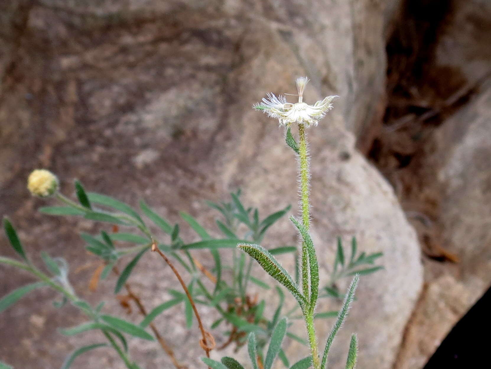 Image of Chrysocoma puberula Schltr. ex Merxm.