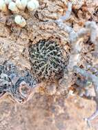 Image of Haworthia arachnoidea var. namaquensis M. B. Bayer