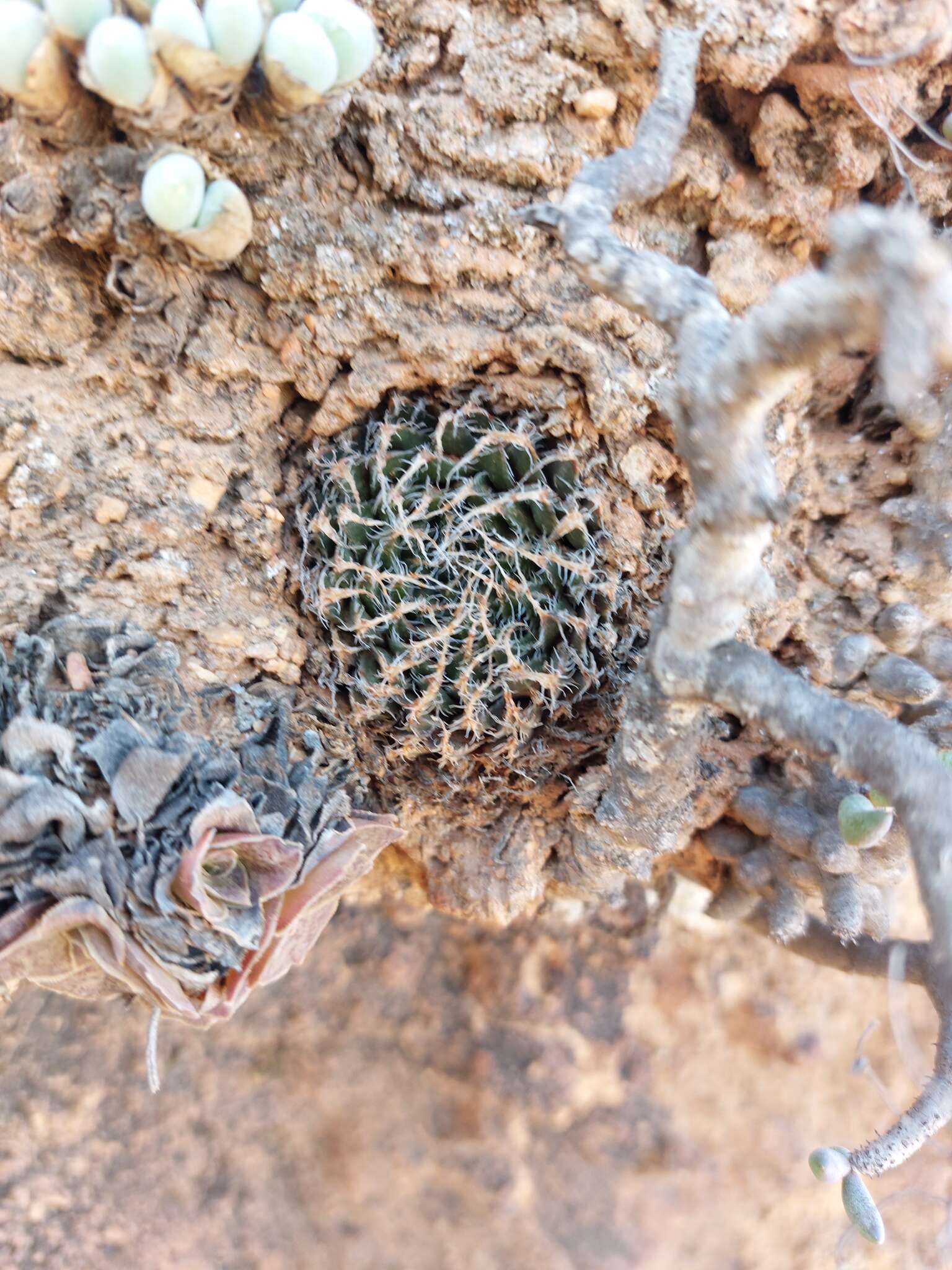Image of Haworthia arachnoidea var. namaquensis M. B. Bayer