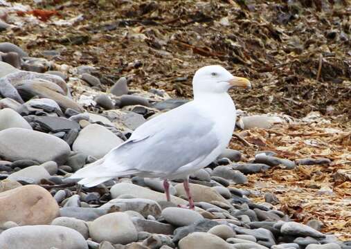 Image of Glaucous Gull