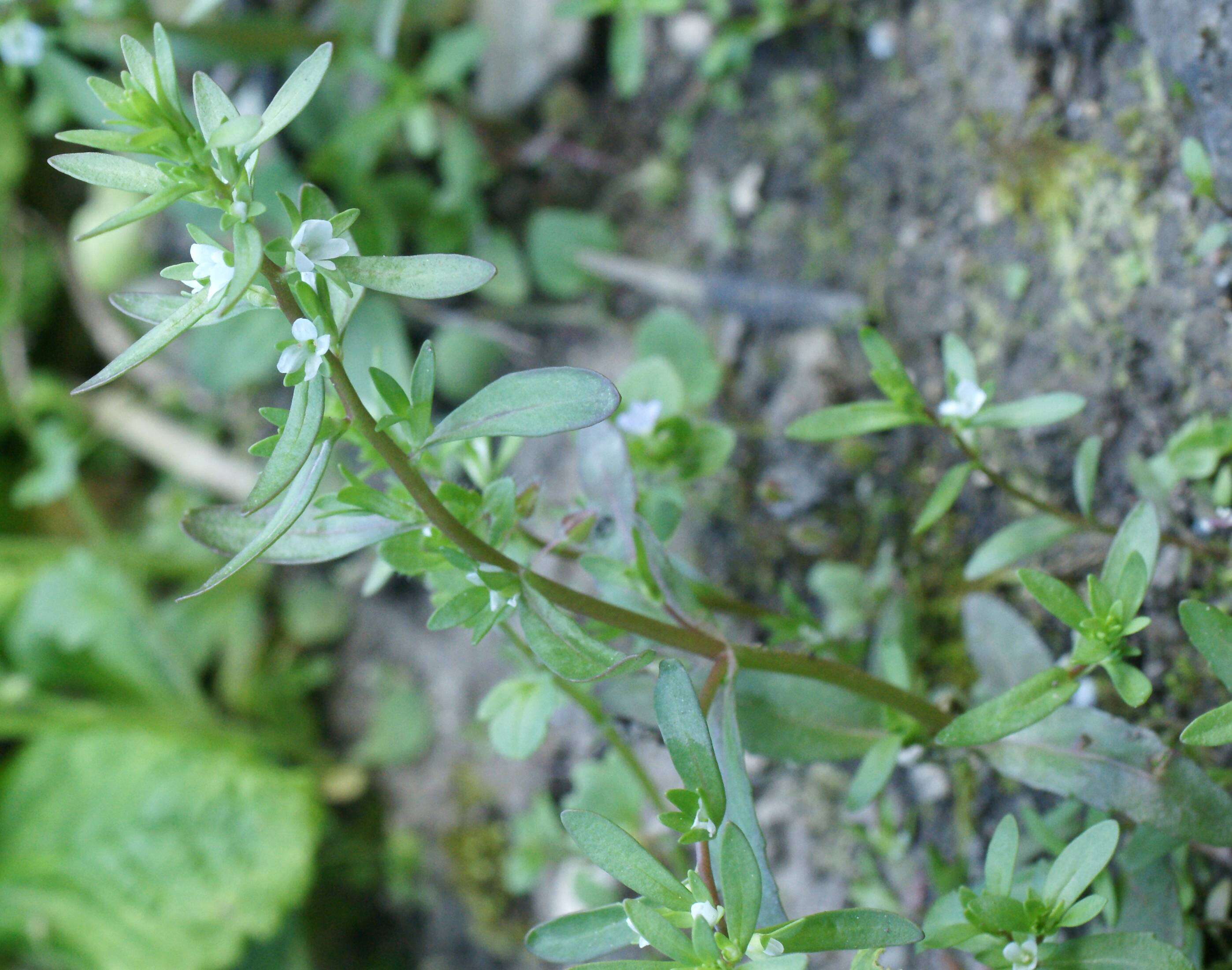 Image of american speedwell