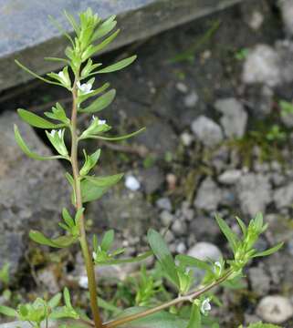 Image of american speedwell