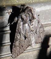 Image of Dark Grey Fishia Moth