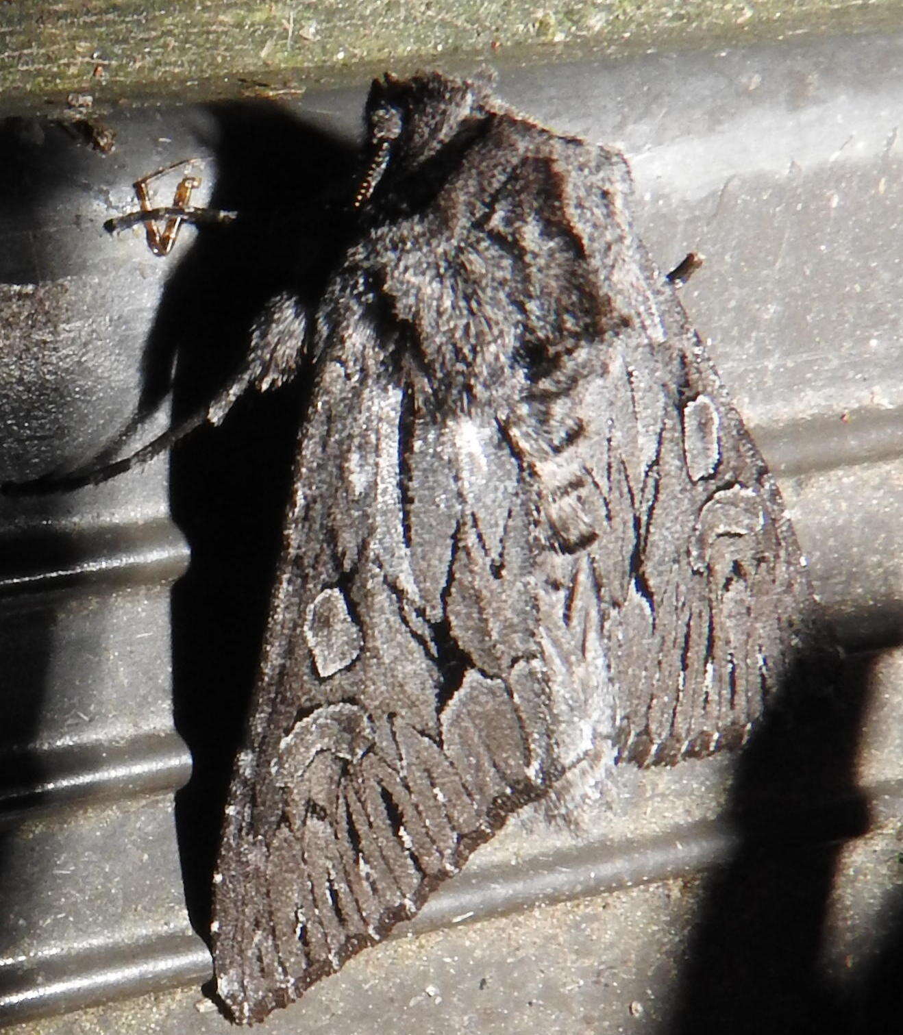 Image of Dark Grey Fishia Moth