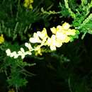 Image of leafy broom