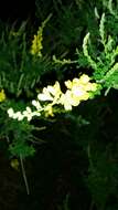 Image of leafy broom