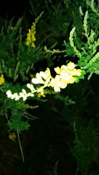 Image of leafy broom