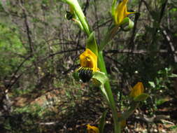 Plancia ëd Chloraea disoides var. picta (Phil. ex Kraenzl.) M. N. Correa