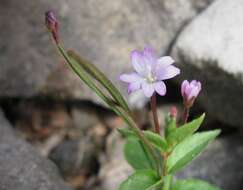 Image of Chickweed Willowherb