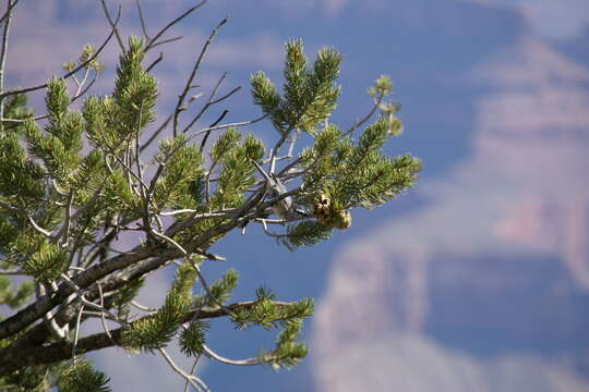 Image of Colorado Pinyon