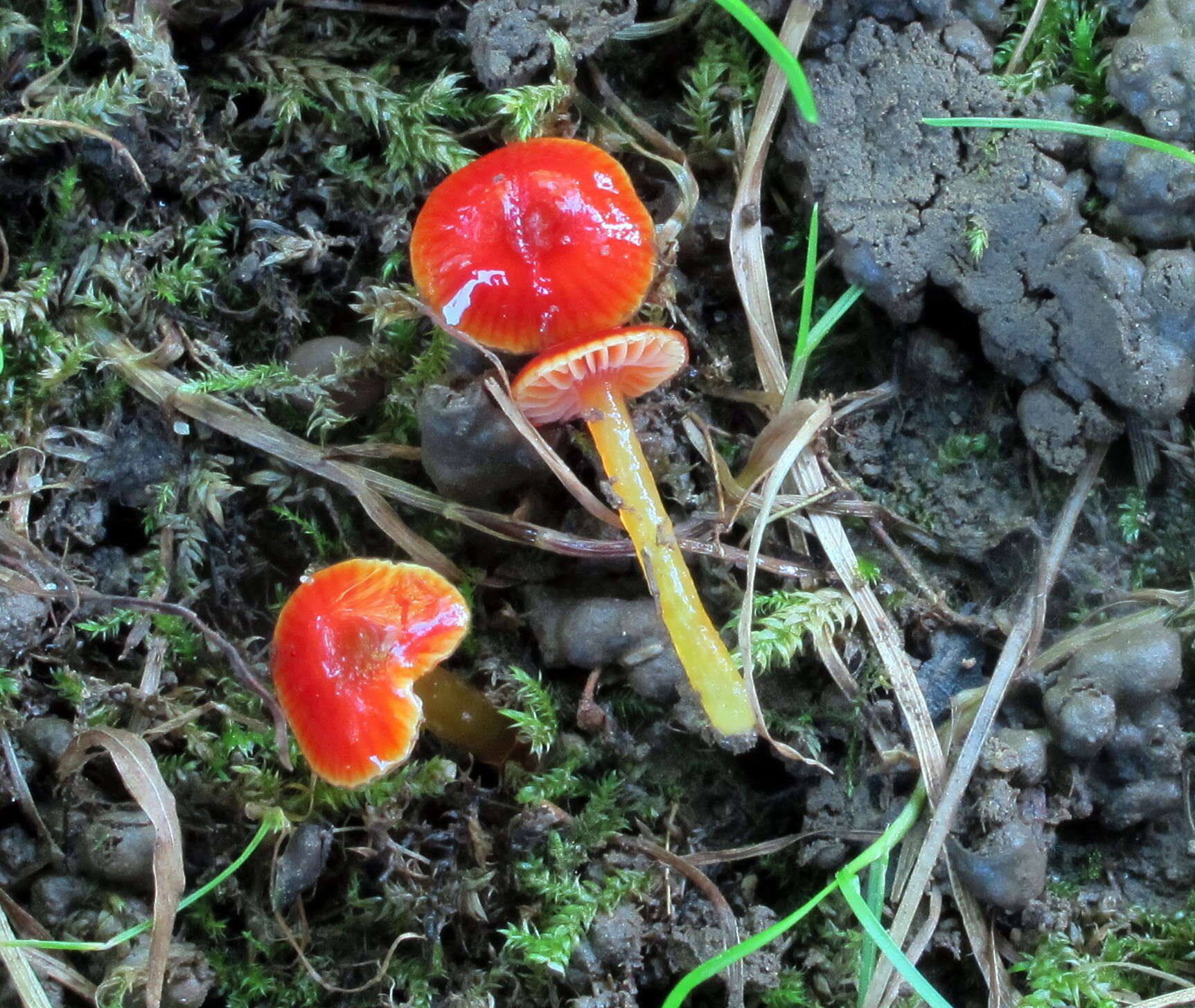 Image of Hygrocybe minutula (Peck) Murrill 1916