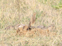 Image de Pipit du Vaal