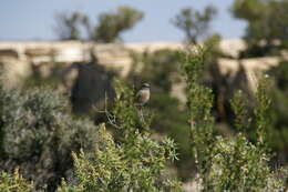 Image of Western Bluebird