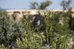 Image of Western Bluebird