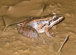 Image of Bolivian White-lipped Frog