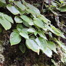 Image of Raphiocarpus macrosiphon (Hance) B. L. Burtt