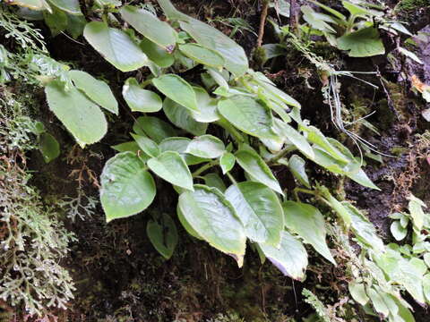 Image of Raphiocarpus