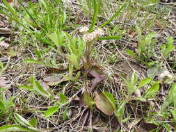 Antennaria parlinii subsp. parlinii resmi