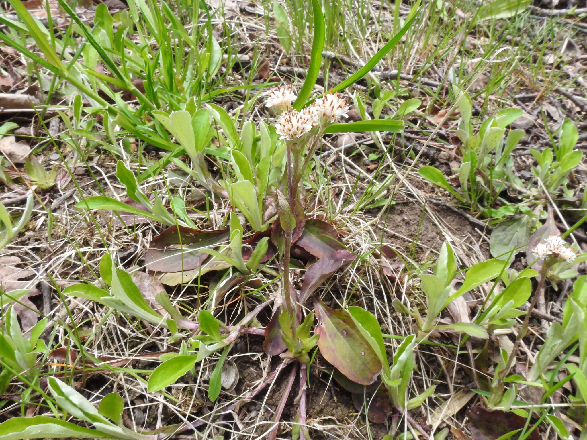 Antennaria parlinii subsp. parlinii resmi