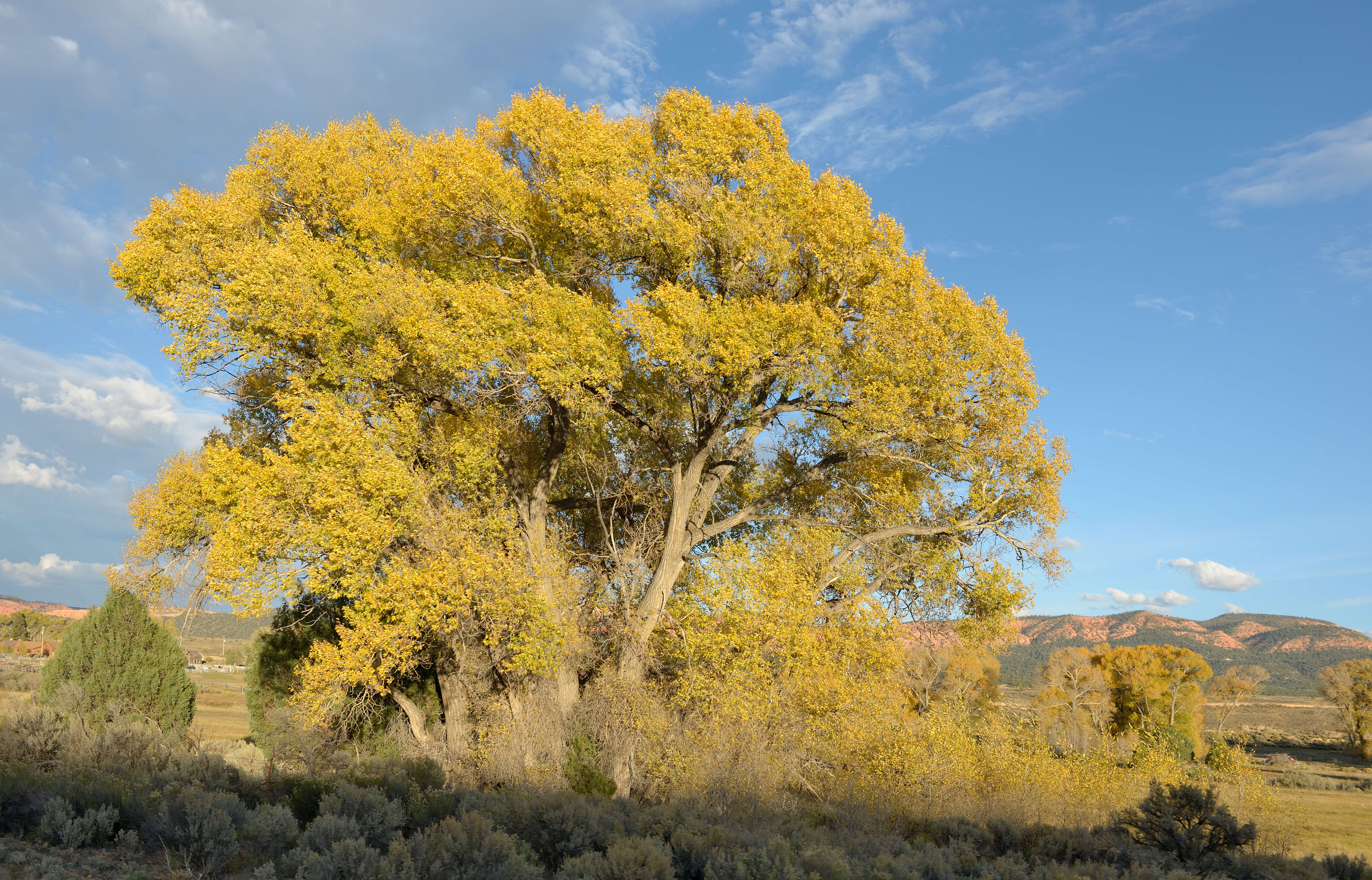 Image of narrowleaf cottonwood