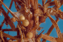 Image of Athelia rolfsii (Curzi) C. C. Tu & Kimbr. 1978