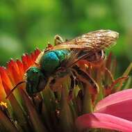Image of Bicolored Agapostemon