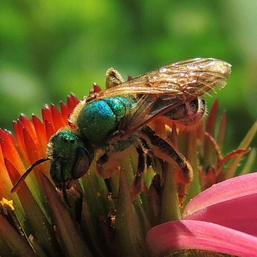 Image of Bicolored Agapostemon