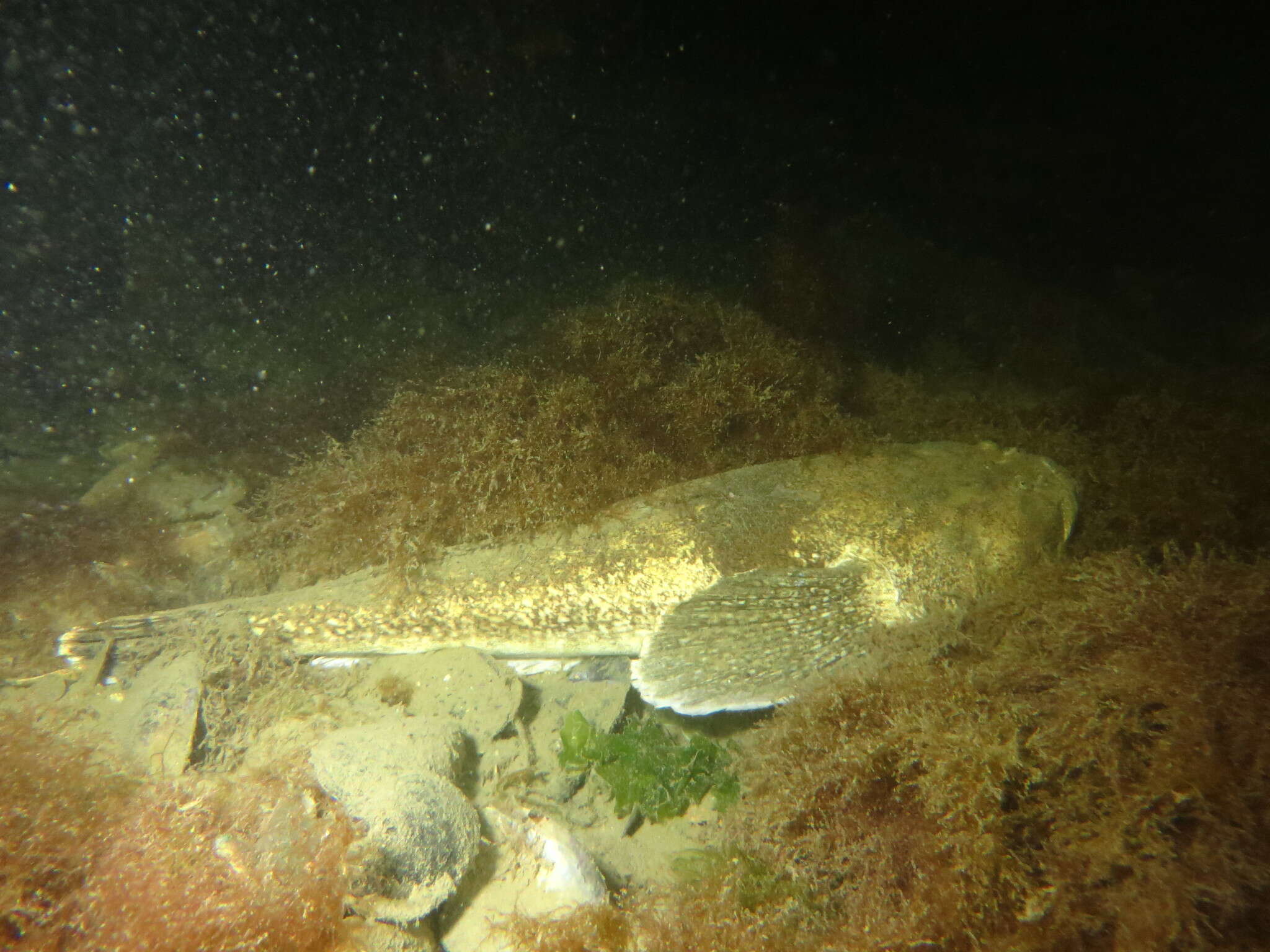 Image of Banded stargazer