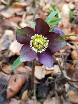 Image of Helleborus dumetorum subsp. atrorubens (Waldst. & Kit.) Merxm. & Podl.