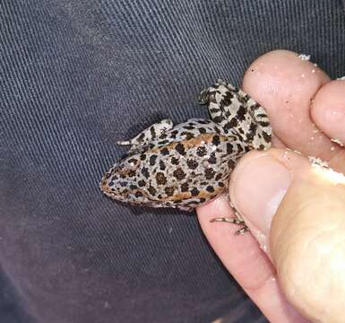 Image of Gopher Frog