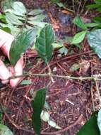 Image of Lasianthus fordii Hance