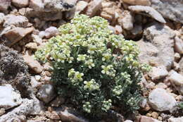 Imagem de Lepidium ostleri S. L. Welsh & Goodrich