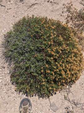 Image of Bajacalia crassifolia (S. Wats.) Loockerman, B. L. Turner & R. K. Jansen