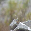Image of Shy Spiny Lizard