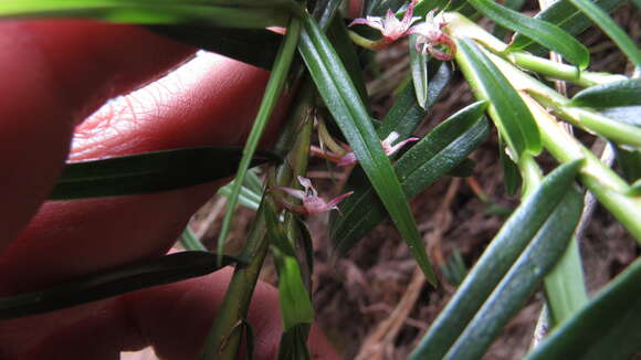 Maxillaria graminifolia (Kunth) Rchb. fil.的圖片