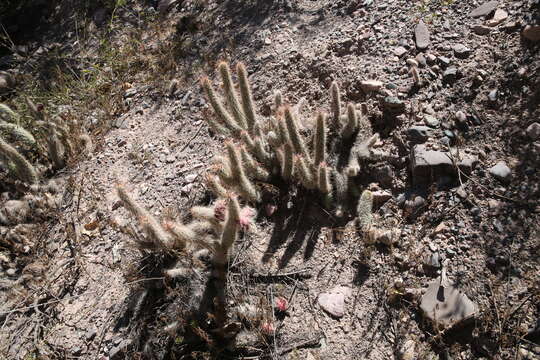 Слика од Austrocylindropuntia shaferi (Britton & Rose) Backeb.