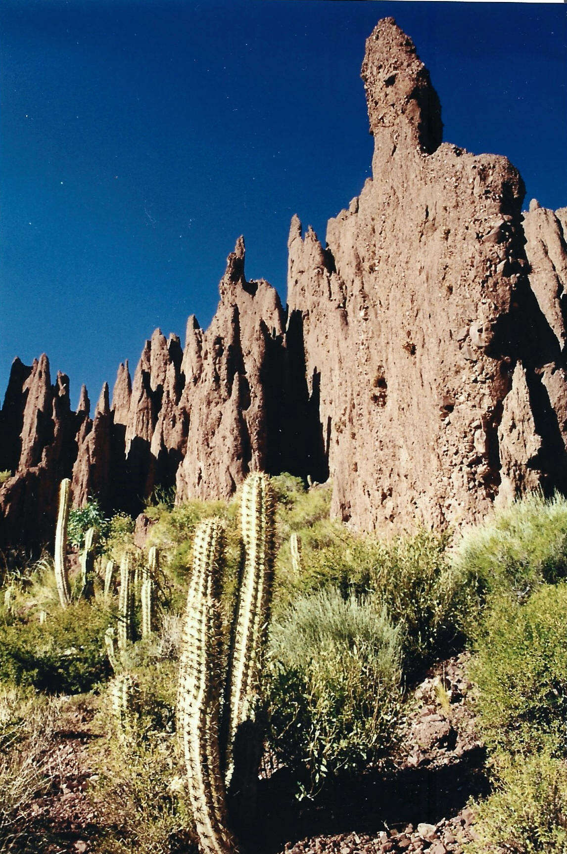 Image of Trichocereus tacaquirensis