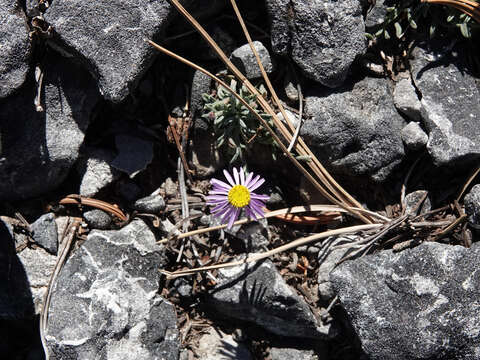 Image of Clokey's fleabane