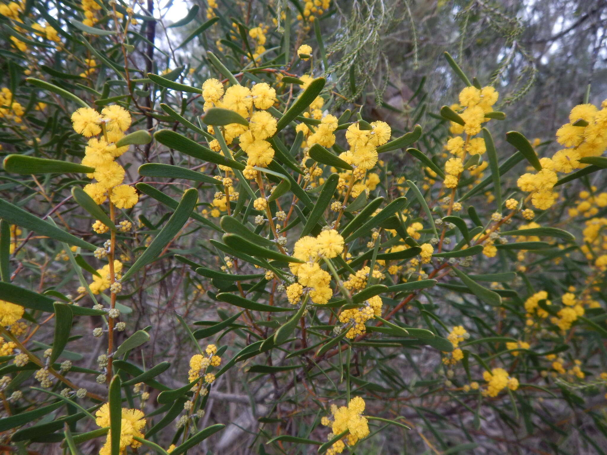 Image of Acacia farinosa Lindl.