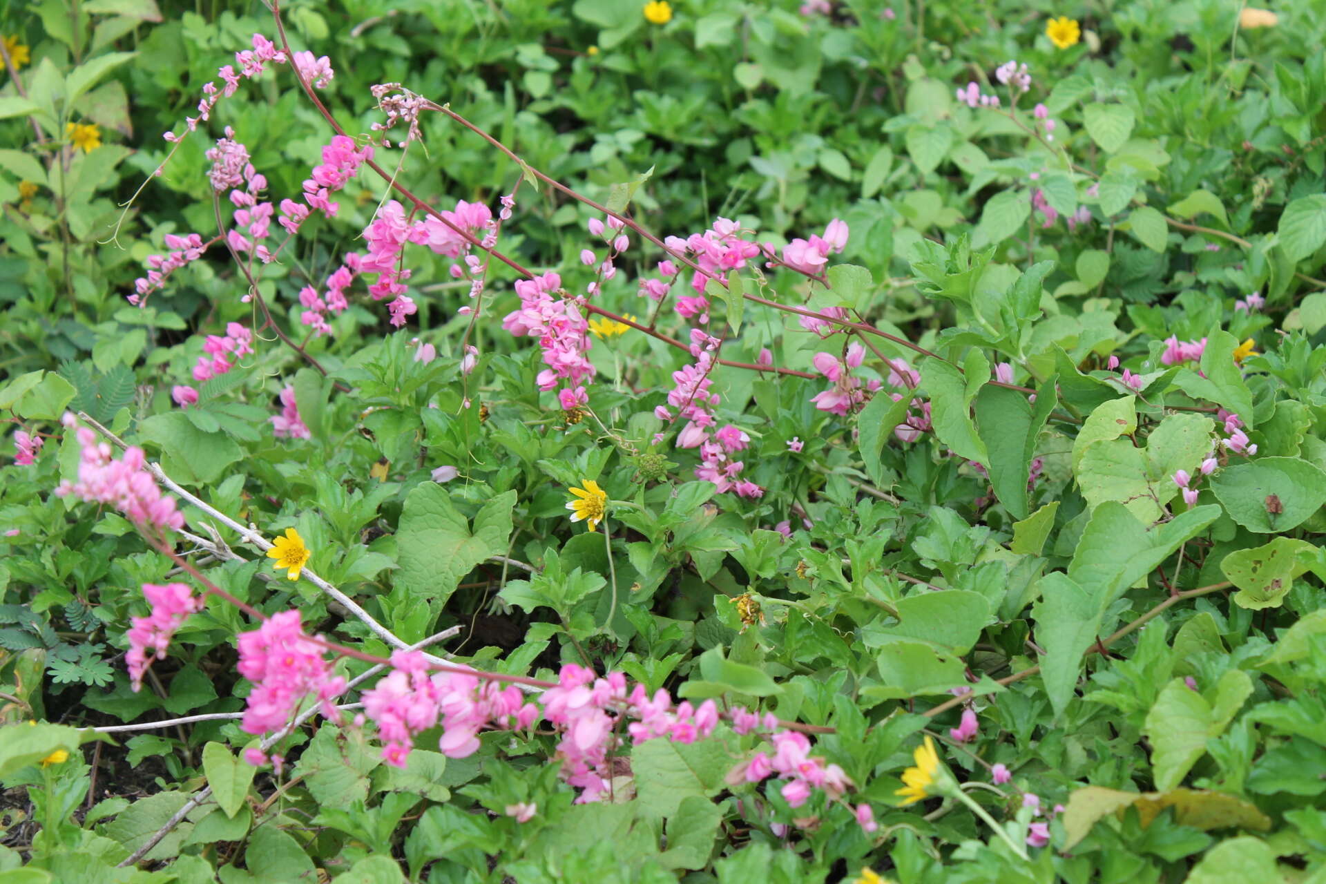 Image of antigonon