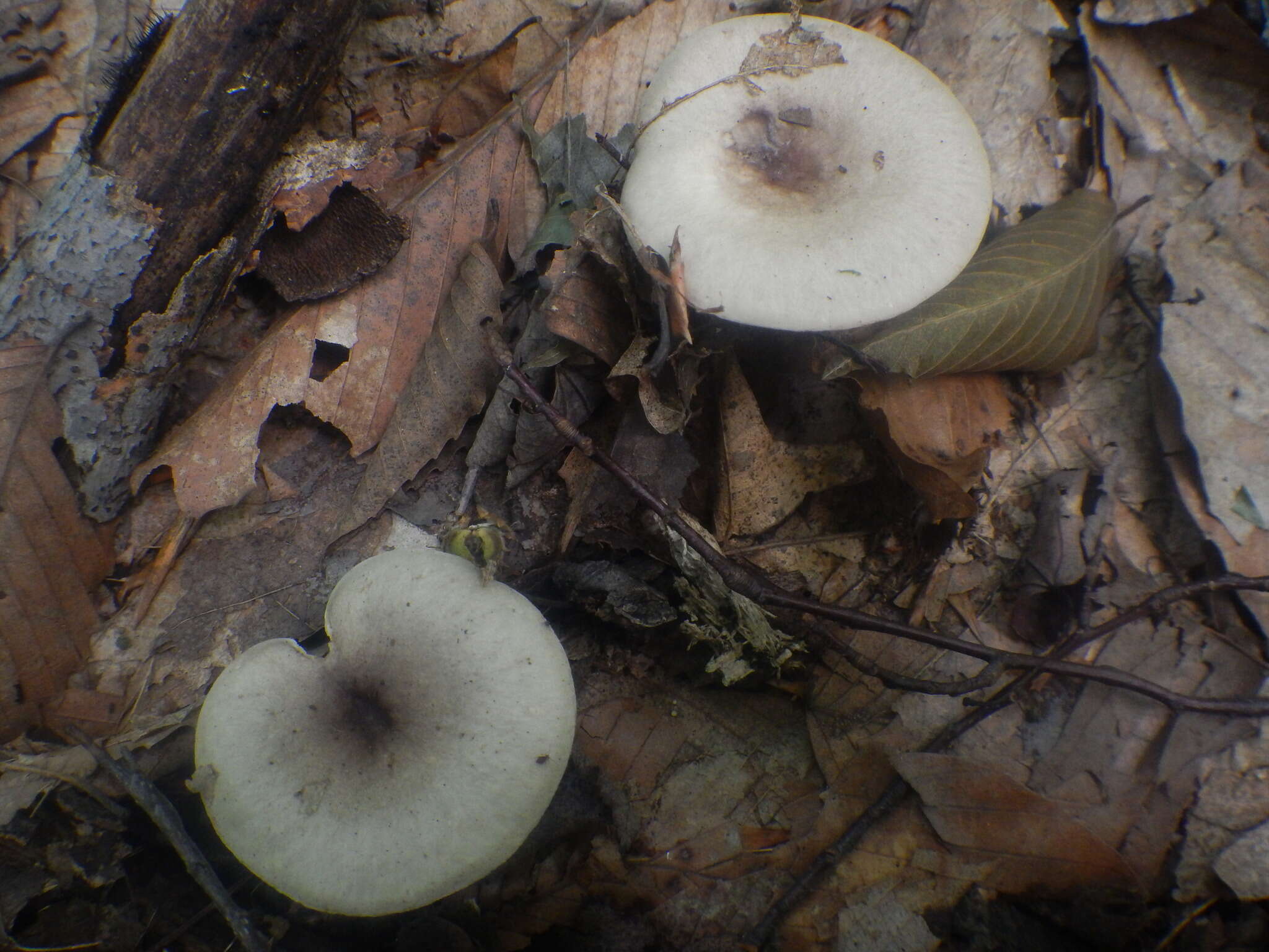 Image of Lactarius cinereus Peck 1872