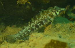 Image of Nosestripe grubfish