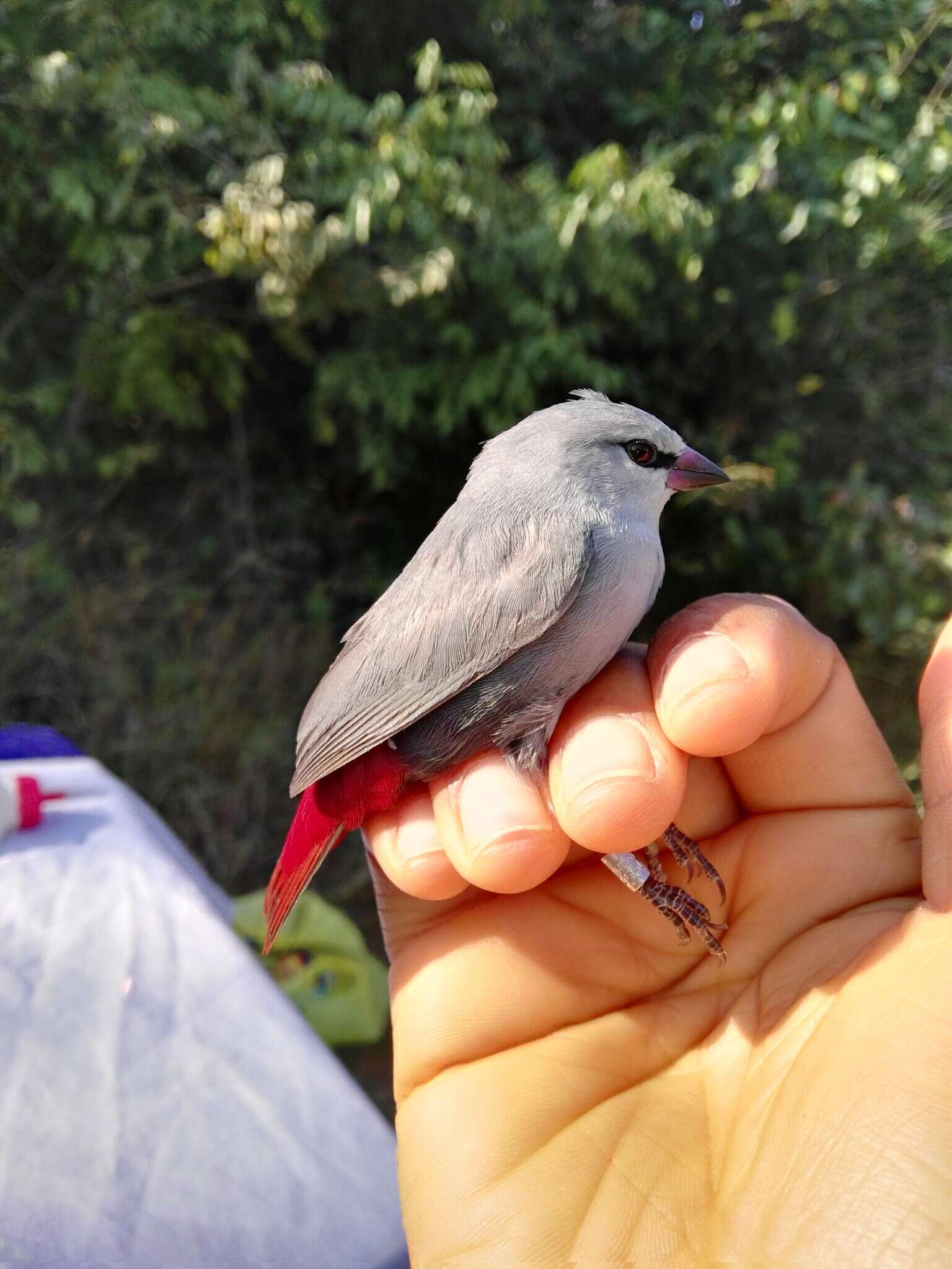 Image of Lavender Waxbill