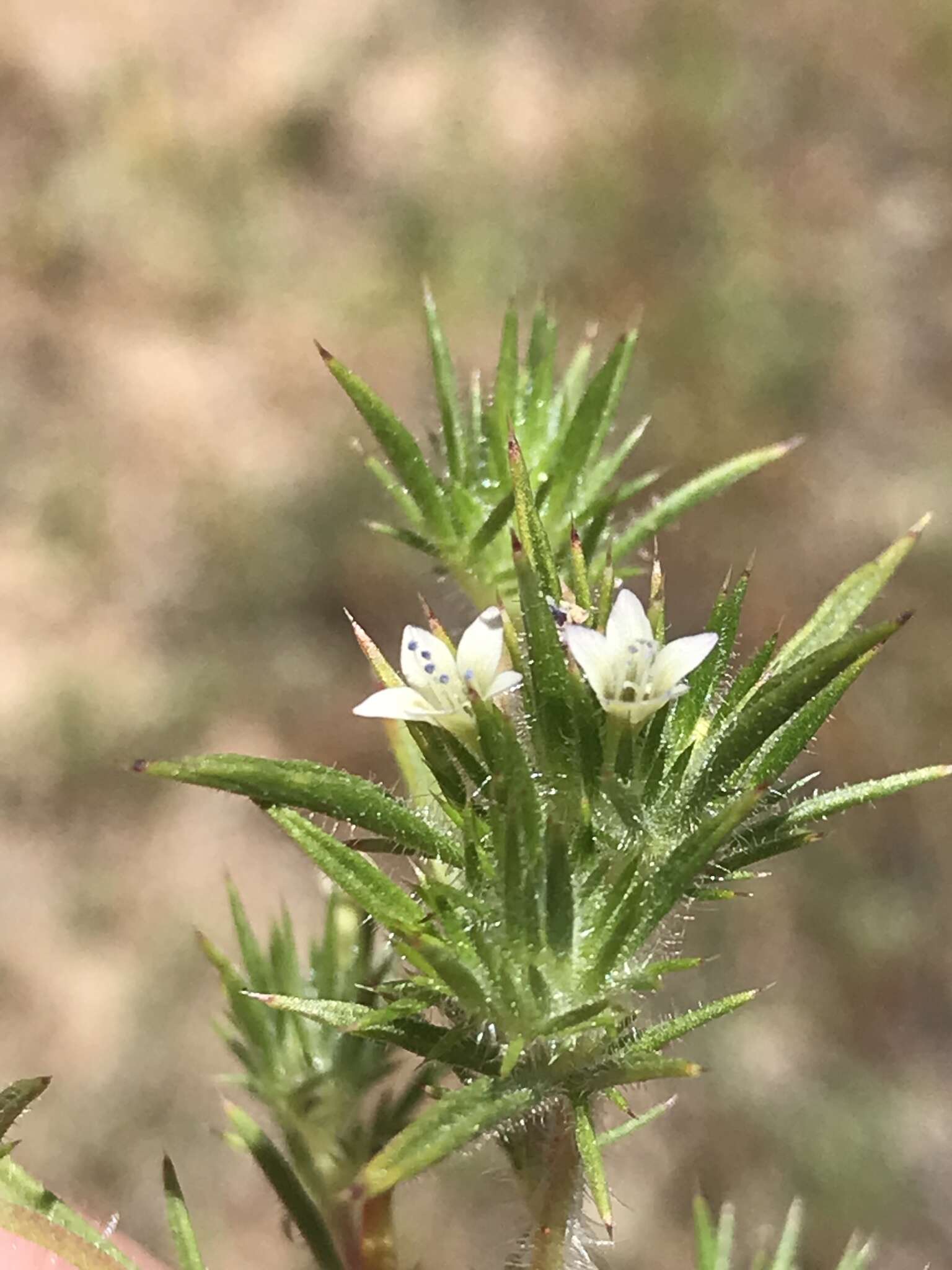 Image of Baja Pincushion-Plant