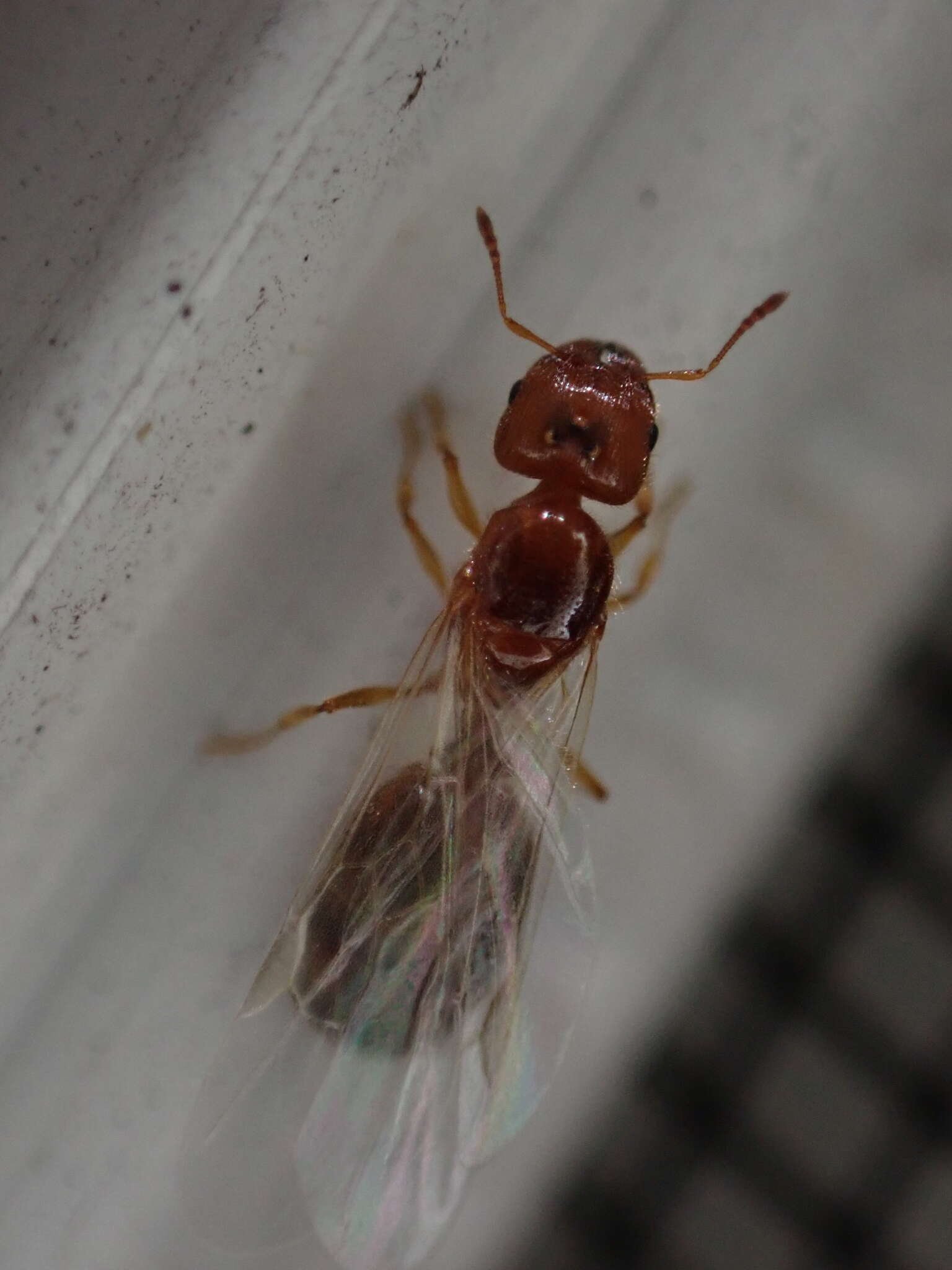 Pheidole bicarinata Mayr 1870 resmi