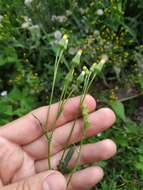 Plancia ëd Senecio dubitabilis C. Jeffrey & Y. L. Chen