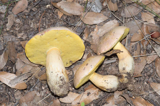 Butyriboletus pulchriceps (Both, Bessette & R. Chapm.) Kuan Zhao & Zhu L. Yang 2015的圖片