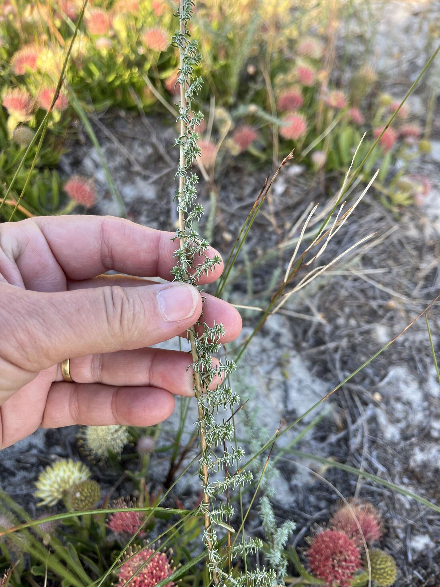 Слика од Trichogyne repens (L.) A. A. Anderberg